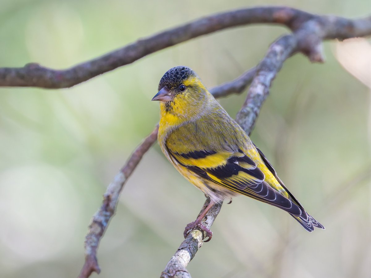 Yui92952255's tweet image. 今年を色で振り返る。
幸せの黄色い鳥編。
①キクイタダキ（黄色があるからOK)
②ミヤマホオジロ
③キビタキ
④マヒワ
大好きな鳥たちの詰め合わせになりました♪