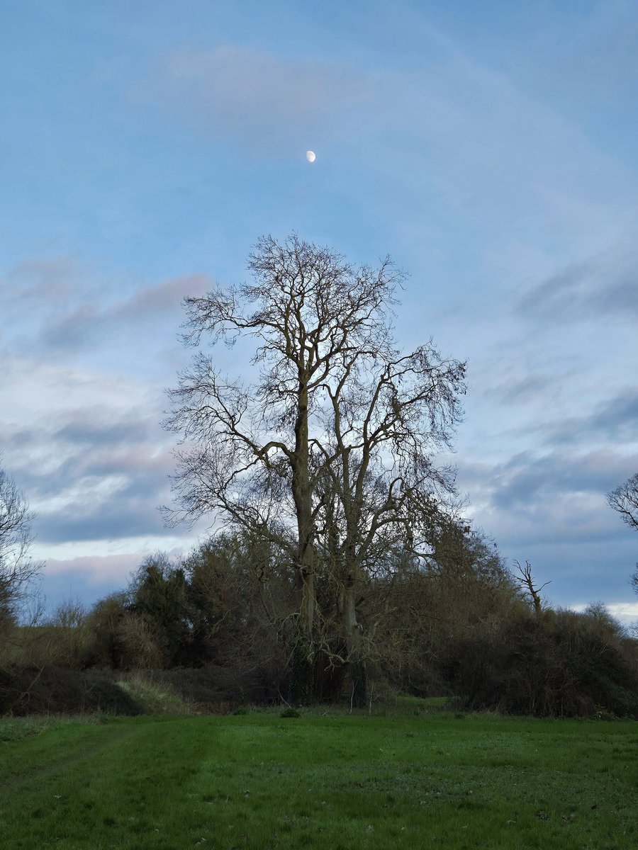 MackeyTony's tweet photo. @campbellclaret a possible contender for Tree of the Day? Swords, Dublin. https://t.co/FbAGH1LdYZ