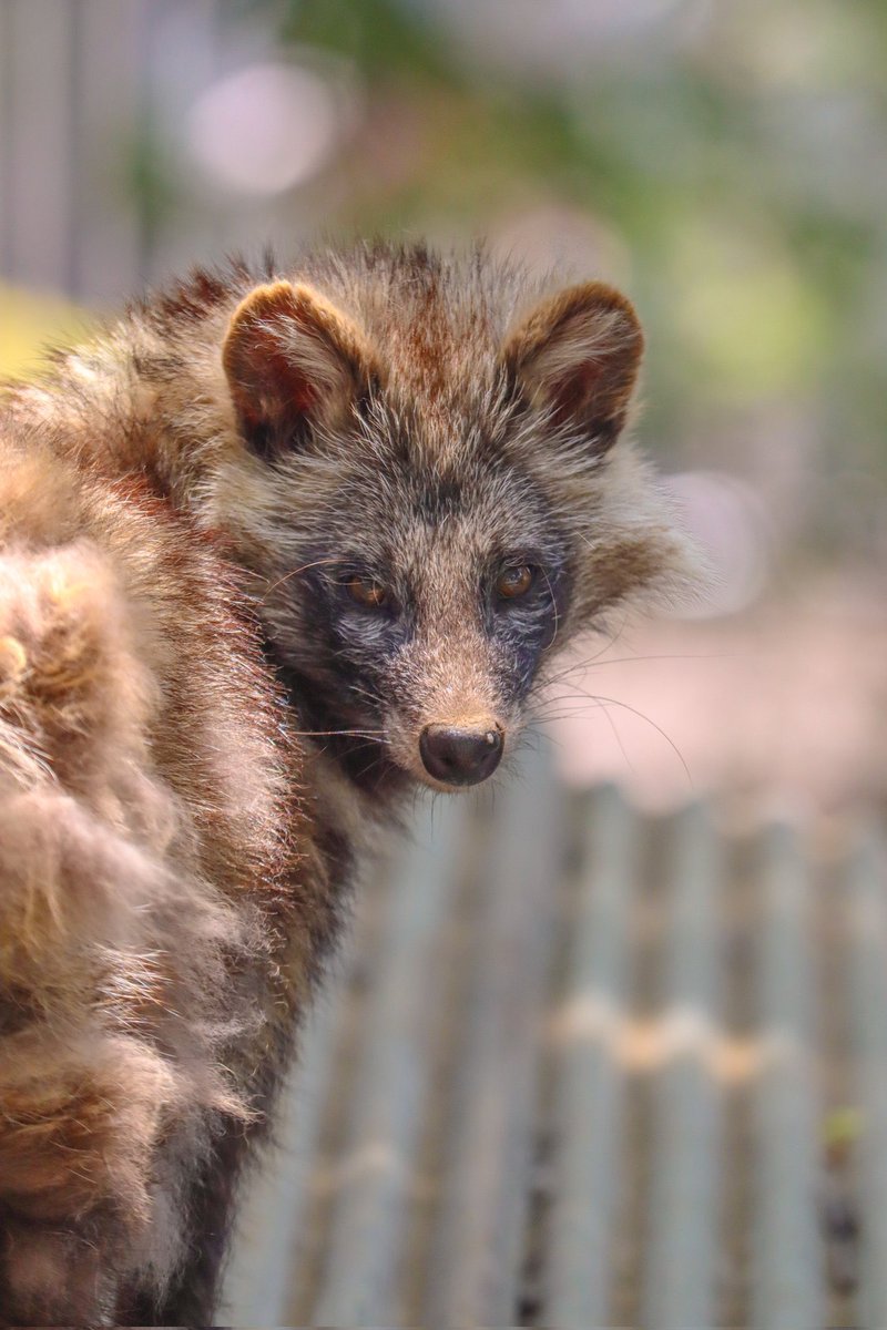 ぽんもち tweet media