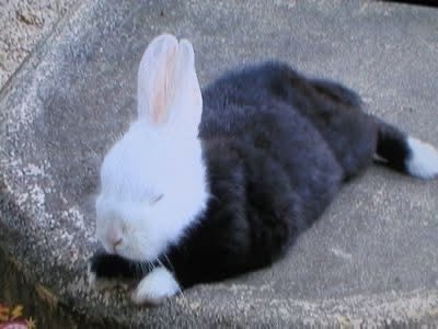 Bunnies's tweet photo. https://t.co/Ssn17Jdik2