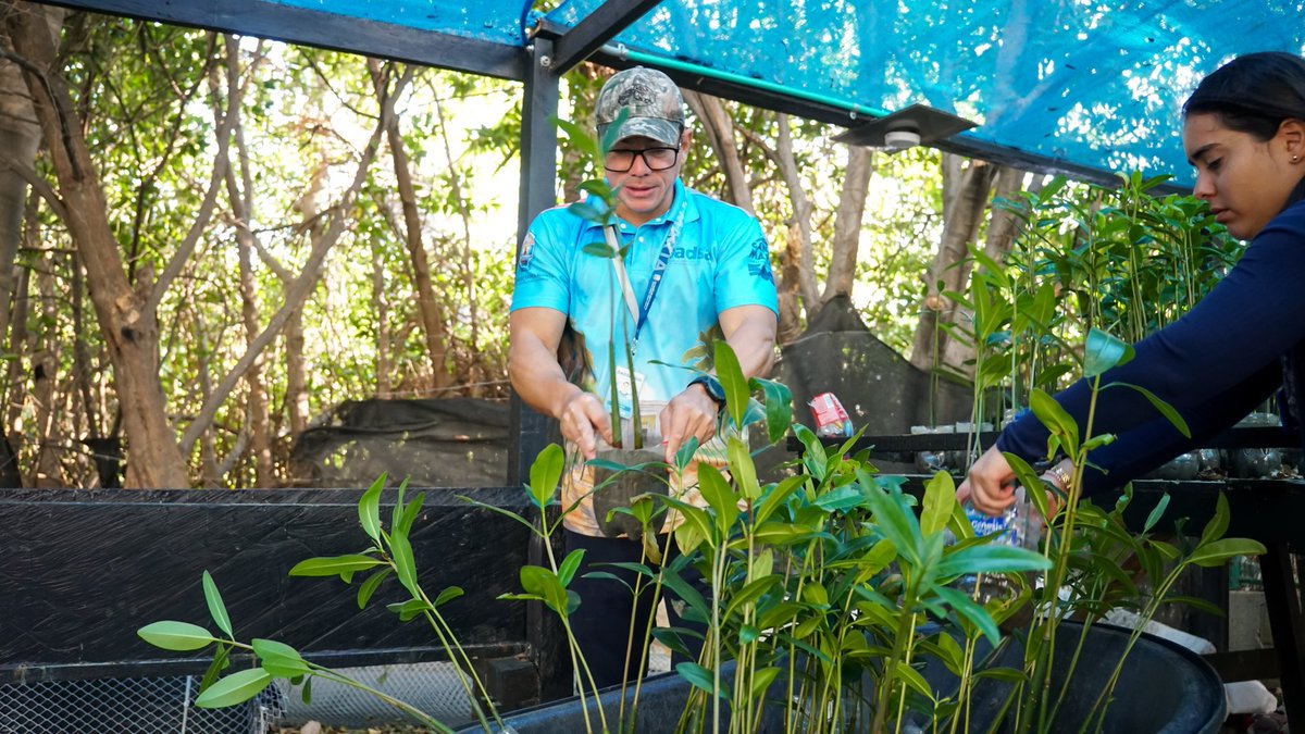 DADSA Santa Marta tweet media