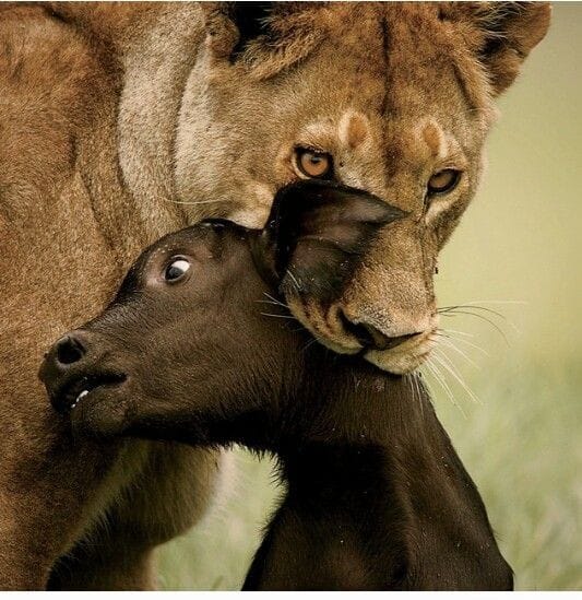 ___14Gun's tweet image. 