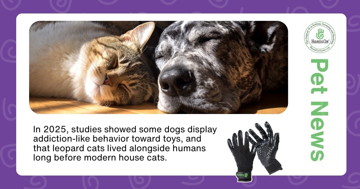 #Dogs may get hooked on their toys, and leopard #cats once lived alongside humans long before house cats. And get this: reading #pet emotions is trickier than we think, though many pet owners might say they already knew that. 😂

sciencenews.org/article/scienc…

#CatFacts #DogLover