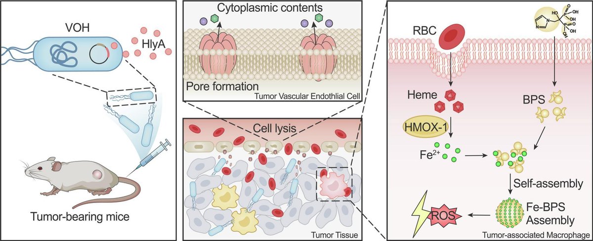 JCRnEDITORS's tweet photo. Engineered hemolysin-secreting bacteria enable intracellular bisphosphonate self-assembly to enhance antitumor immunity.
| Jinhui Wu @NanjingUnivers1 |
[50 days' free access]
#SelfAssembly #EngineeredBacteria #biophosphonate 
https://t.co/oU73dwLJt1 https://t.co/7xYHWo4IhR
