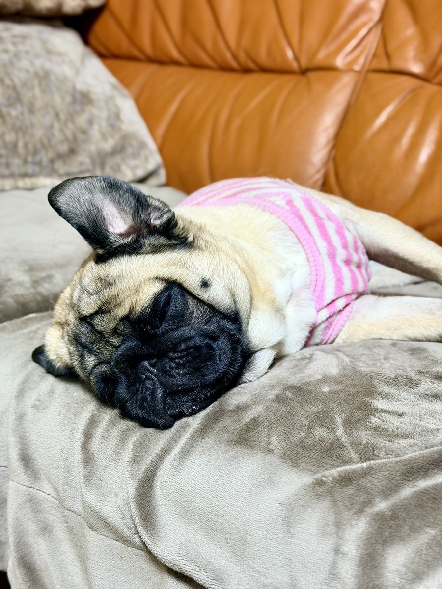 BuccoRoth's tweet photo. 眠すぎて反応するのもダルいサト（ ´_ゝ｀） おはようございました。

さてはて今年も終わりますなぁ https://t.co/kfi9oetvzm