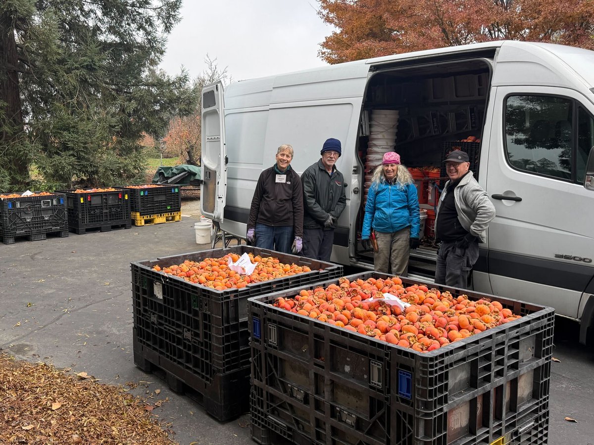 🧡🌳 Have you spotted trees still laden with vibrant, orange persimmons? An amazing nonprofit that organizes community fruit harvesting, <a href="/villageharvest/">Village Harvest</a> noticed and brought volunteers together to pick 11,400 lbs of Fuyu persimmons at a San Martin orchard – donating nearly 10,000