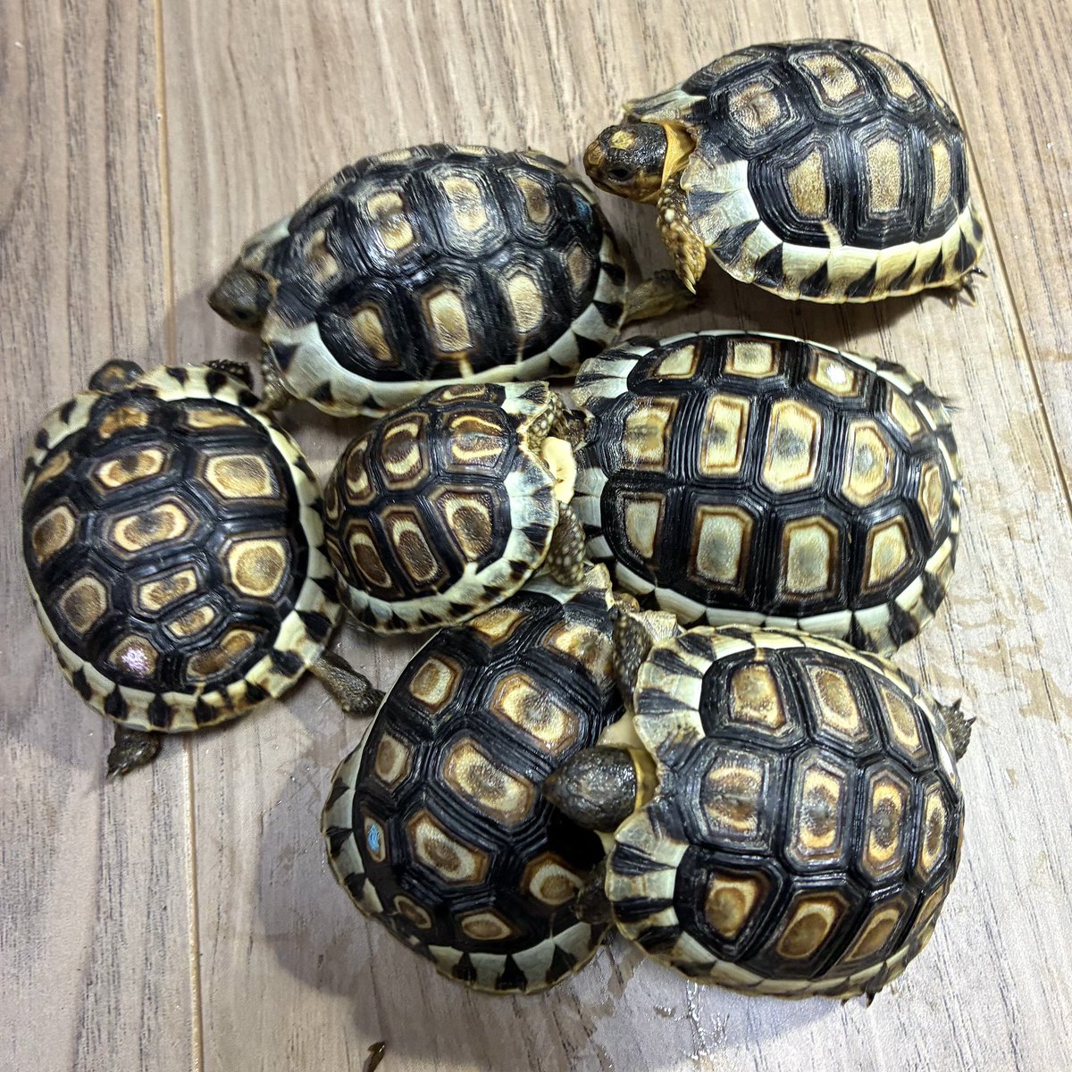 2025CB 集合写真。今年は7匹。臆病な個体が少なくカッチリ。寄せ集めてもすぐ散ってくから一枚に収めるの大変。みんなすくすく育っておくれ
#ChersinaAngulata