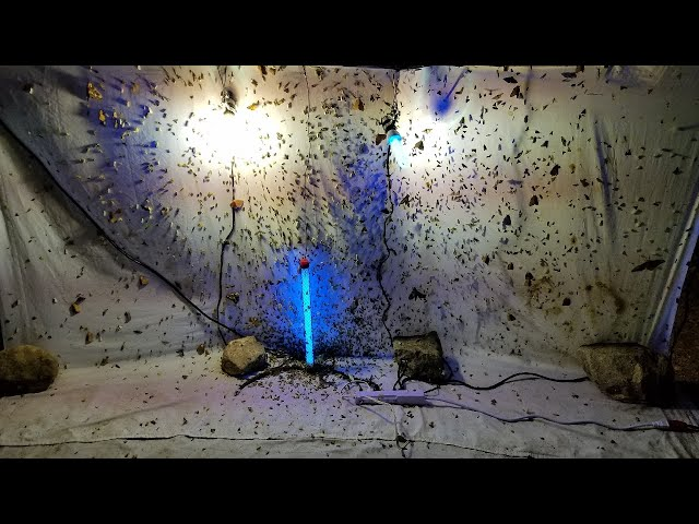 ghostinmysoup's tweet photo. Setting this up to attract the moth women of twitter https://t.co/AQgIivGZvU