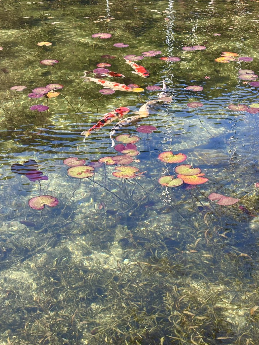 モネの池行ってきました。絵みたいな写真がとれるなー（混乱）