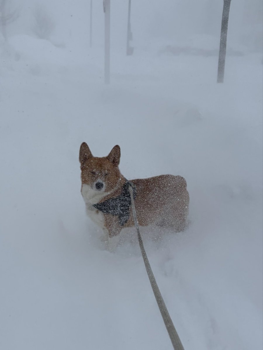 BadDogsClub tweet media