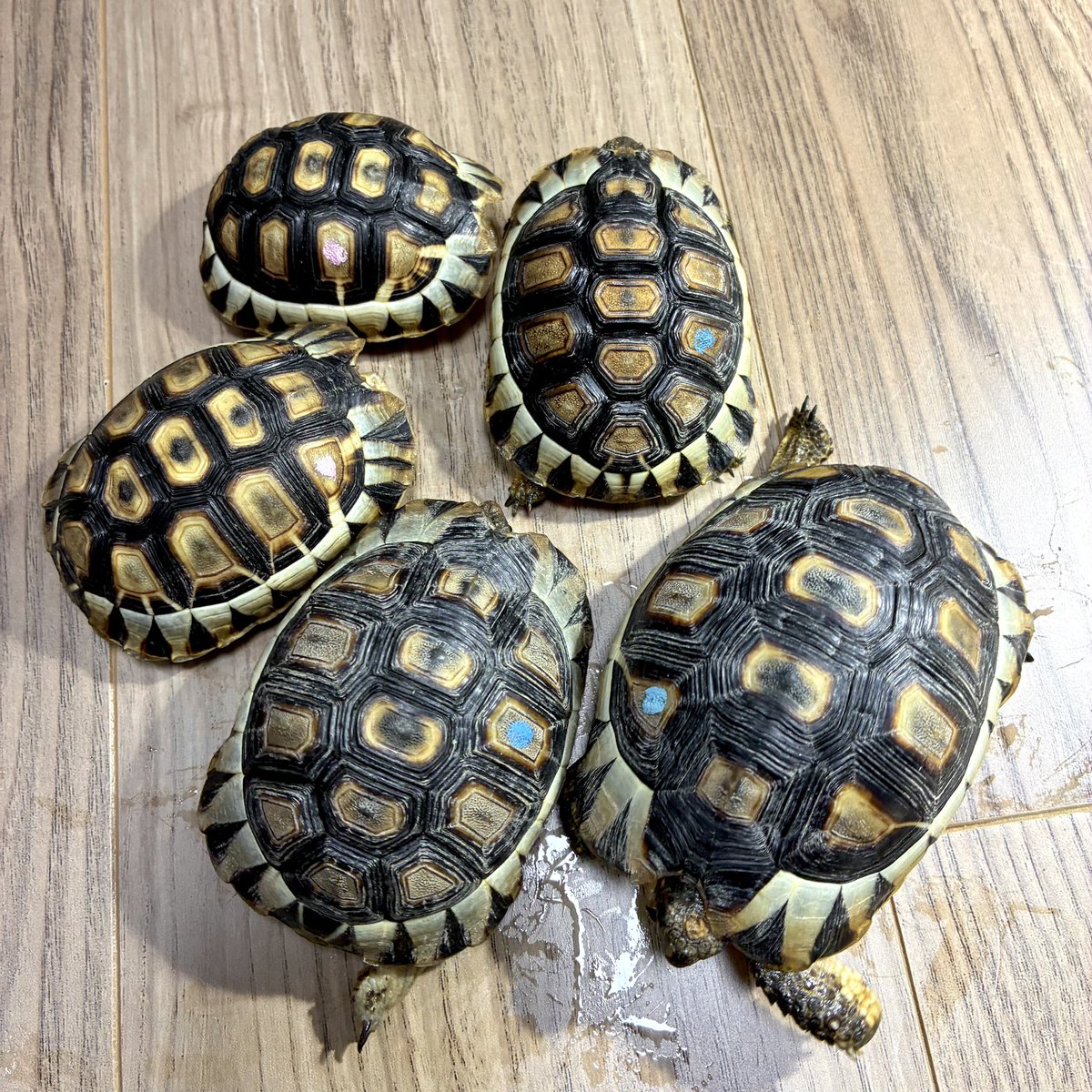 2024CB 一番大きな長男坊があと少しで10cm。そろそろ性差がはっきりしてくるかな。今年生まれでも体格や行動から目星をつけてる個体はいる。ここからどう環境をシフトしていくか考えもの。
#ChersinaAngulata