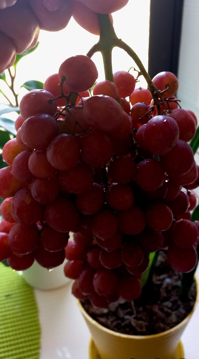 Para los 12 deseos 🍇