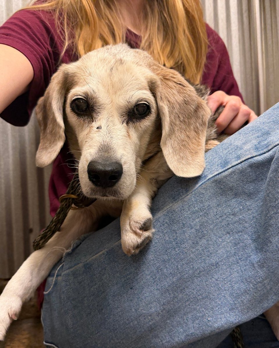 beaglefreedom's tweet photo. This is Riley. Once loved, then abandoned for being old and gray 💔

Because of YOU, we were able to step in just in time. Today, Riley is safe, happy, and alive 🐾

Your year-end donation helps save senior, overlooked beagles: https://t.co/wxQUWHVfNo❤️ https://t.co/1TWl0Tc0as