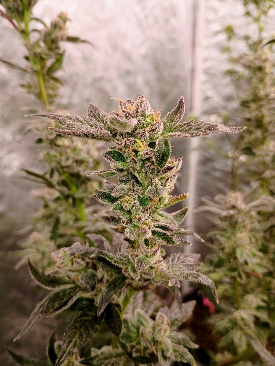 ADK_GRN's tweet photo. Bananas 🍌 and cream 🍦 
By @Cultigenseedco . https://t.co/AG1usLDpOe