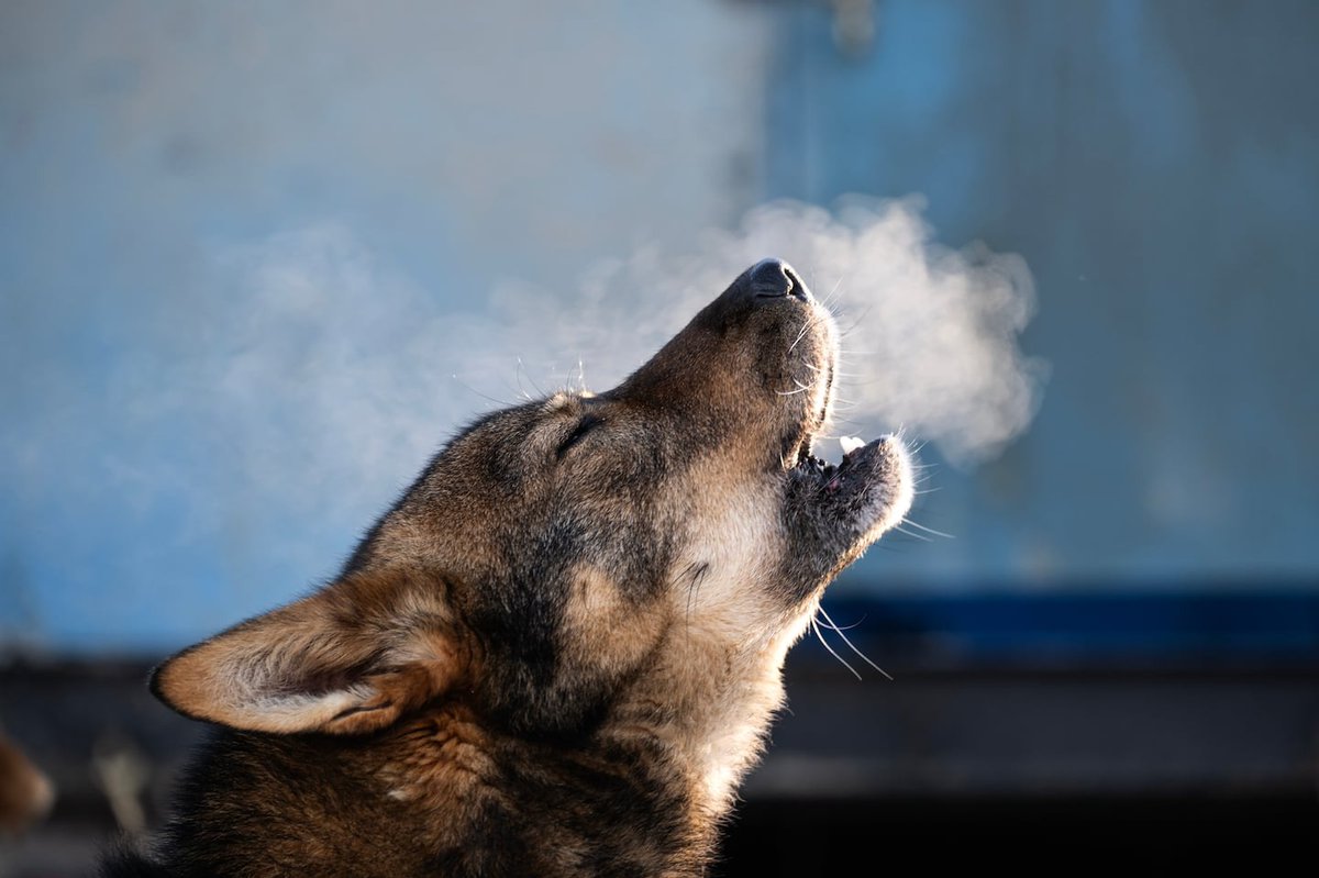 Anchorage Daily News tweet media