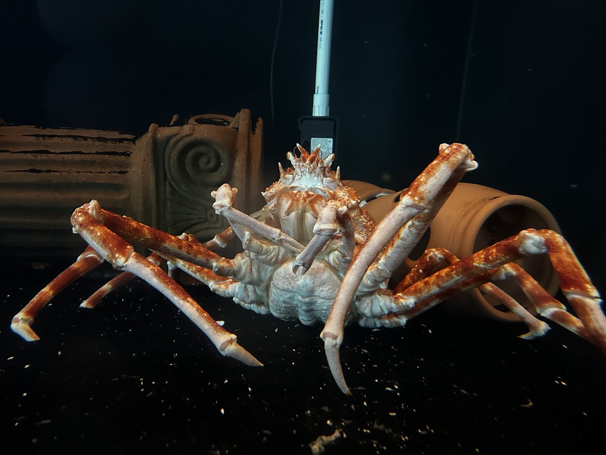 Japanese spider crabs are slow-moving and spend much of their time walking on the seafloor searching for food — they do not swim. Instead of hunting, these scavengers look for dead and decaying matter along the seafloor. 🦀