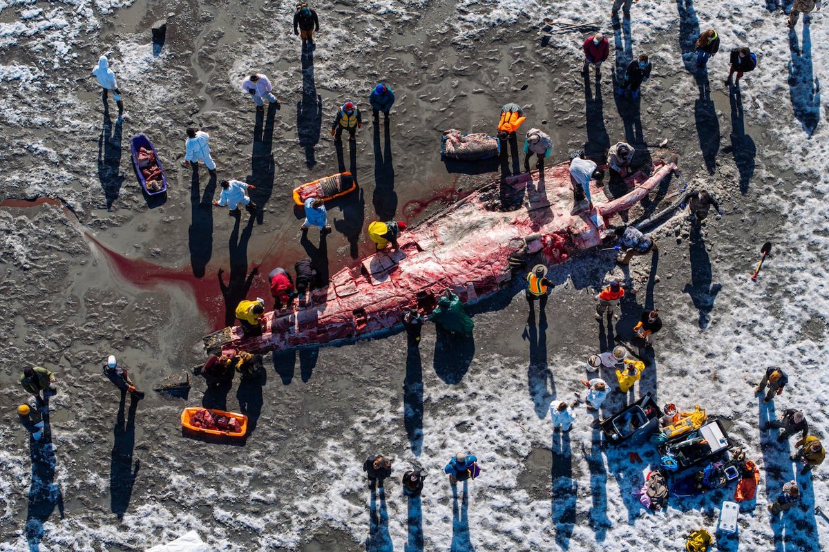 Anchorage Daily News tweet media