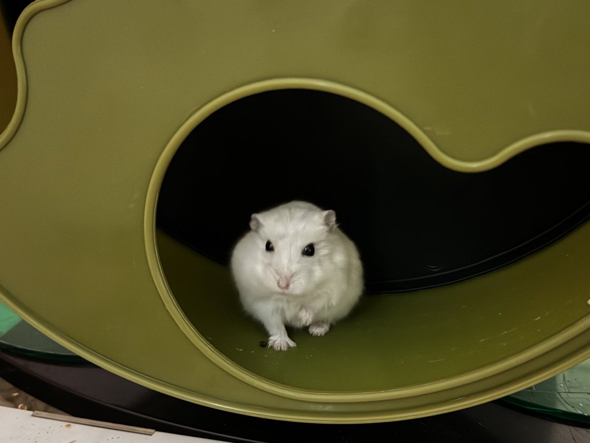 머랭크림쿠키 tweet media