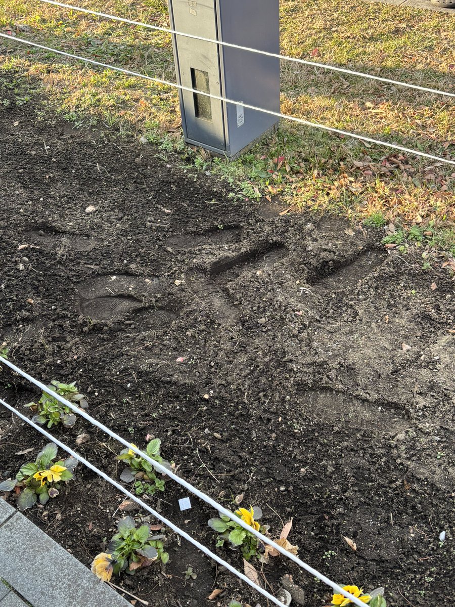 花壇に入るなって言われてるのに…
#C107