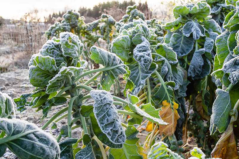 Gardeners_Path_'s tweet image. Tips for Growing Brussels Sprouts in Winter - Brussels sprouts are a cool-weather crop that can provide a fresh harvest in winter. Learn how to care for brussels sprouts in winter now on Gardener's Path. gardenerspath.com/plants/vegetab… #brusselssprouts