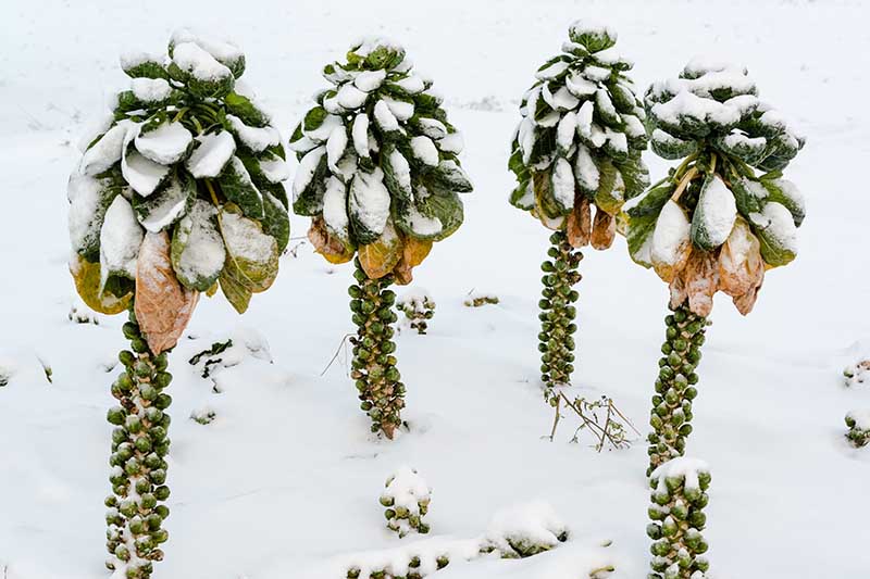 Gardeners_Path_'s tweet image. Tips for Growing Brussels Sprouts in Winter - Brussels sprouts are a cool-weather crop that can provide a fresh harvest in winter. Learn how to care for brussels sprouts in winter now on Gardener's Path. gardenerspath.com/plants/vegetab… #brusselssprouts
