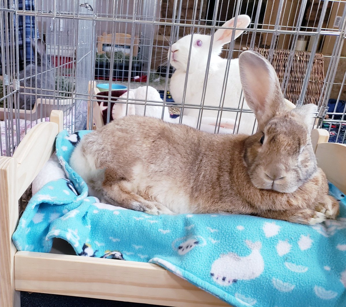 ttas's tweet image. The bunnies are enjoying just hanging out on this chilly morning.