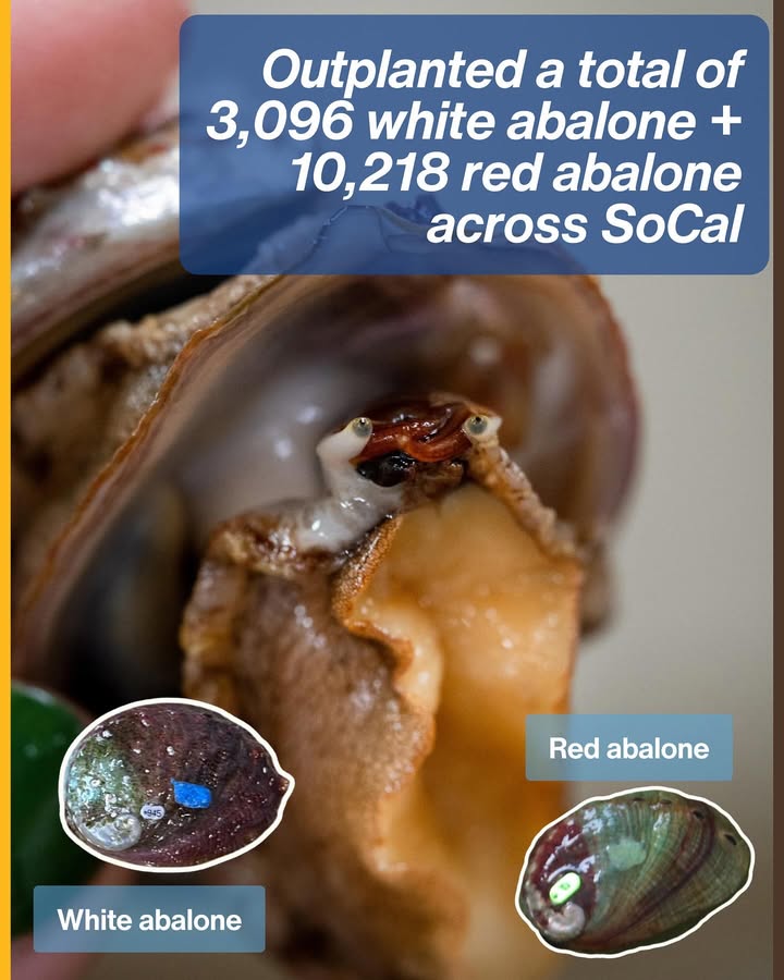 SMBRF's tweet image. This year brought meaningful progress in ocean resilience, coastal adaptation, and community engagement made possible by your support. We hope these highlights inspire continued care for our bay, beaches, and watershed. Consider a donation santamonicabay.org/give/💙 Happy New Year