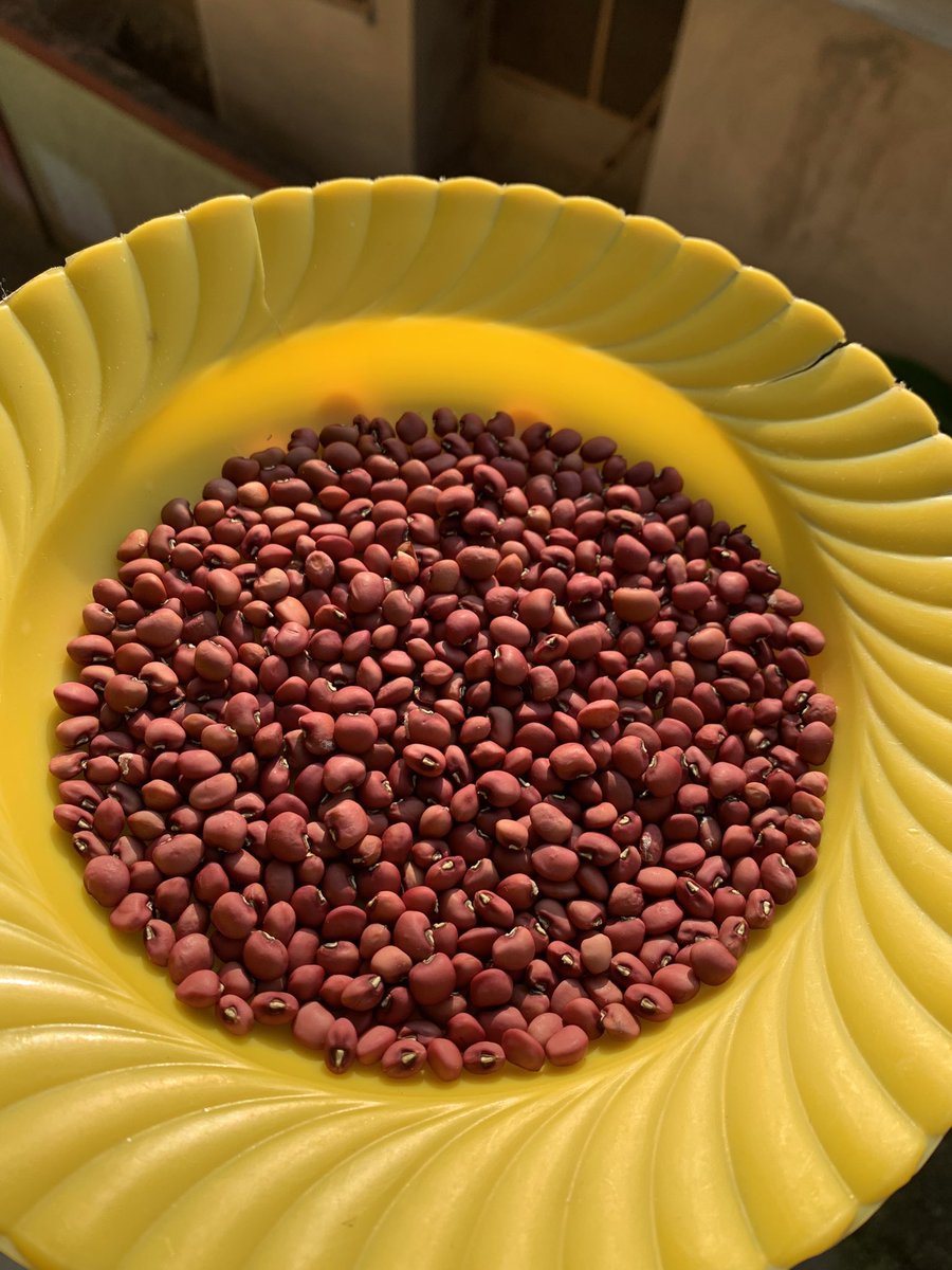 MensahJnr_'s tweet image. 2025✅
2026 we go again #HomeGarden