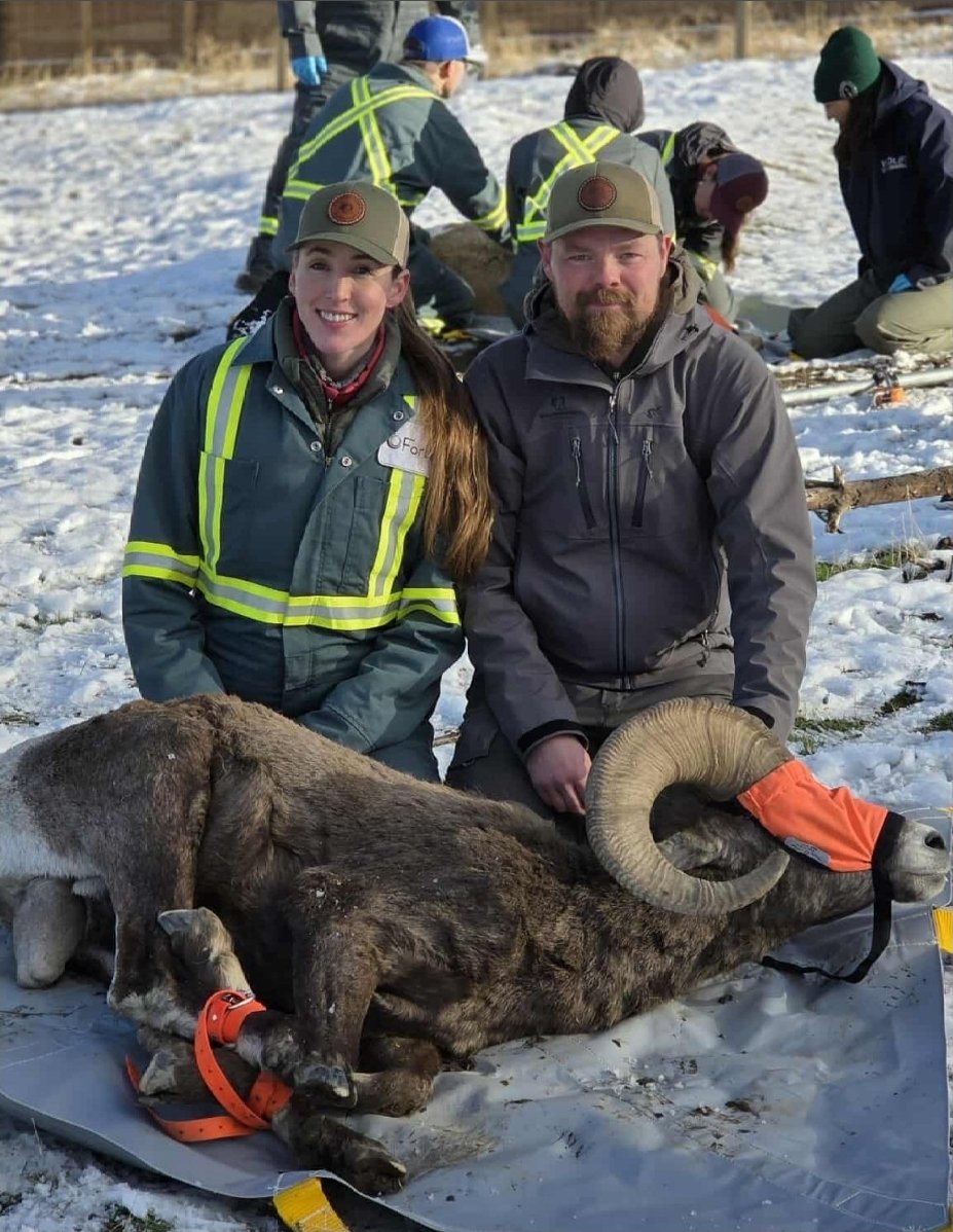 Wild Sheep Society of BC tweet media