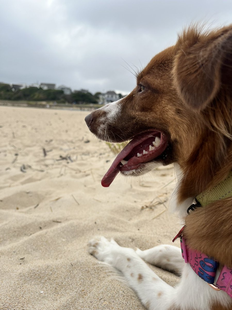 jess_coombs's tweet photo. Ruby Tuesday’s first ever day at the beach. 
How’d it go, you ask? She growled at the waves. https://t.co/8NbUCCZAz3