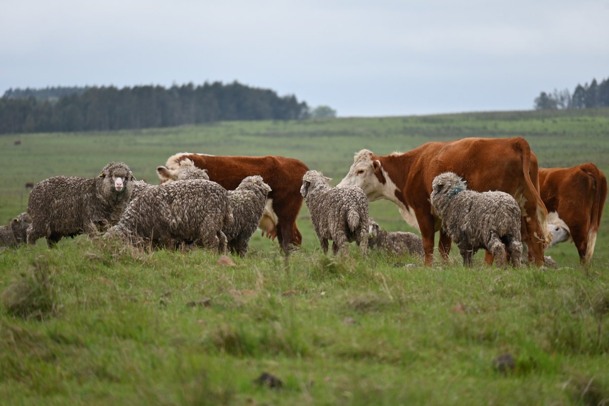 INIA URUGUAY tweet media