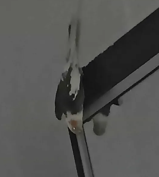 wqfeff's tweet photo. @SoyS3BASTIA soy with my birds this time ha they are dumb but i am too so its ok https://t.co/dFYyEs5z4S