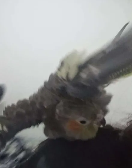 wqfeff's tweet photo. @SoyS3BASTIA soy with my birds this time ha they are dumb but i am too so its ok https://t.co/dFYyEs5z4S