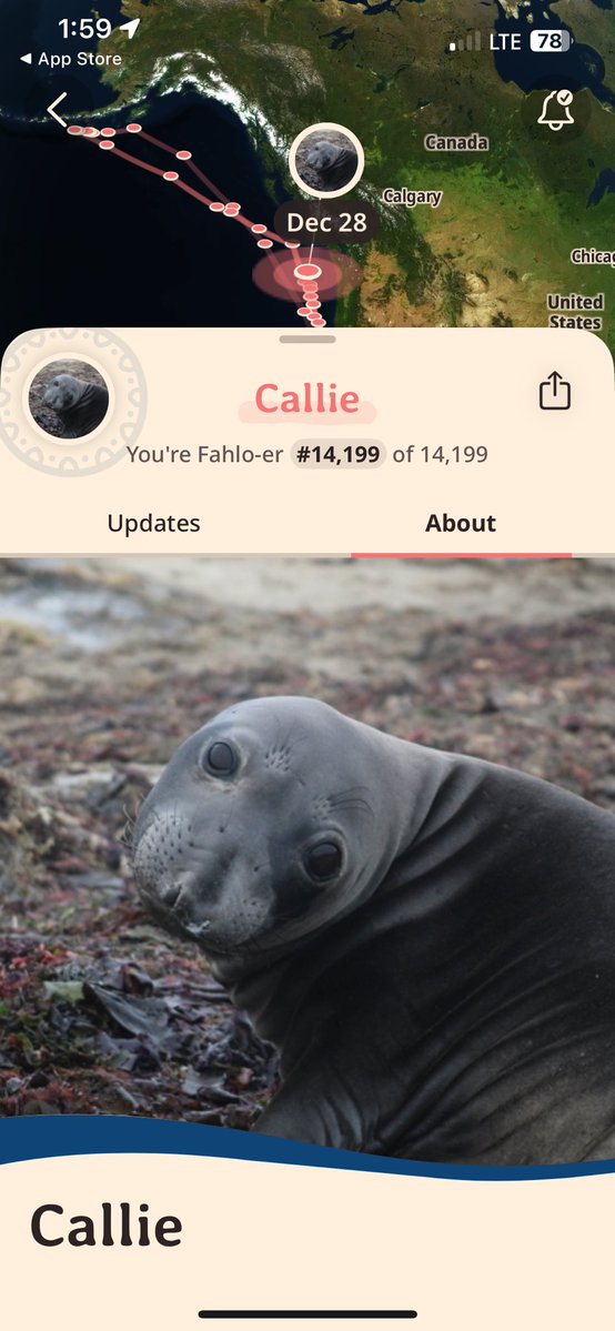 vanillarollcak3's tweet image. GUYS I GOT A LATE CHRISTMAS GIFT!!!! MEET CALLIE!!!