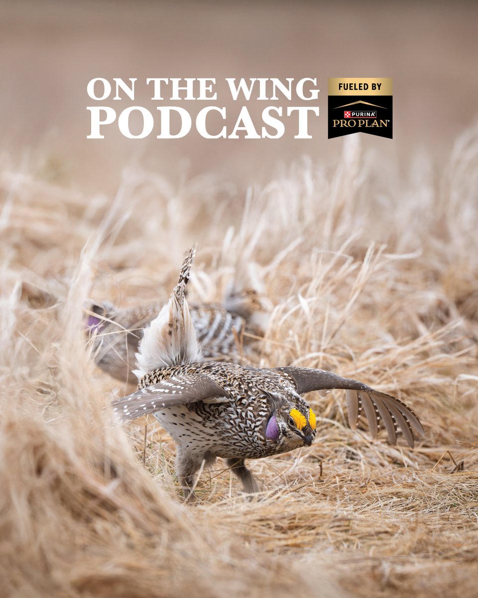 A first-of-its-kind “Grouse Camp” brings the prairies, forests, bird dogs, and upland community together under one roof. National Pheasant Fest and Quail Classic has long been the premier gathering for the upland community, but 2026 raises the bar. In this episode, we preview the