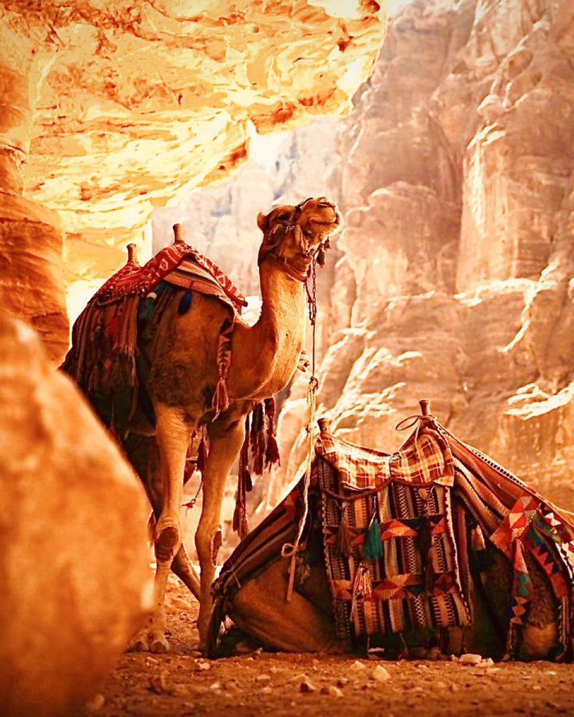 Oho2249's tweet photo. #سيحة_البال 

1-الإجابة ..

                             القصواء….☑️☑️™️

✔️🧡🤎🧡

،
،
،
،
،:

✔️🤎🧡🤎

،
،
،
،
،:

🐪
🐪

،
،
،
،
،

🐪
🐪

،
،
،
"

🐪

،
،
،
،
،

🐪
🐪

،
،
،

،
،
،
،
،:

🐪 
،
،
،
،
،:

🐪
🐪

،
،
،
،
،

🐪
🐪

،
،
،

#مجلس_الصياهد
#منقية_النائلات

،
،
،
،
،

🐪
🐪
يارب يارب 🤲🏻🤲🏻🤲🏻🤲🏻

#مهرجان_الملك_عبدالعزيز_للإبل10
 🤎🧡🤎🧡🤎🧡🤎🧡🤎🧡