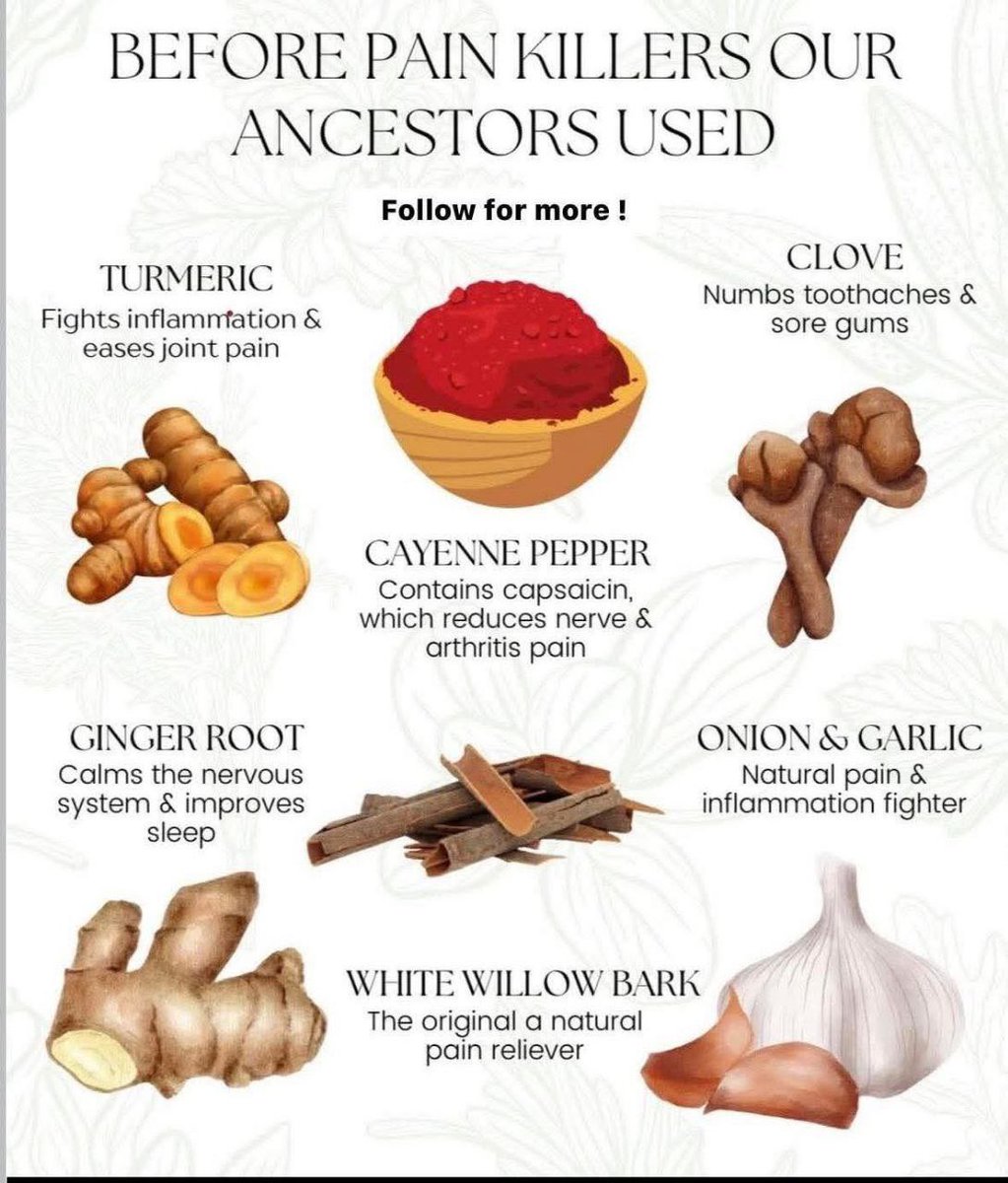 vegastarr's tweet image. Before painkillers, there was wisdom — not chemistry 🌿⚡️