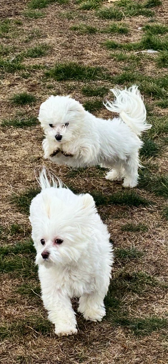 Jaxcarly0612's tweet photo. ….And here’s Billy chasing me and then me chasing Billy🙌🤐🏃❤️😶🌫️☃️❄️🧤 #Billy🤍 #Hayden🤍 #FunInTheSnow❄️☃️🧤😶🌫️ https://t.co/HZo24V6jJY