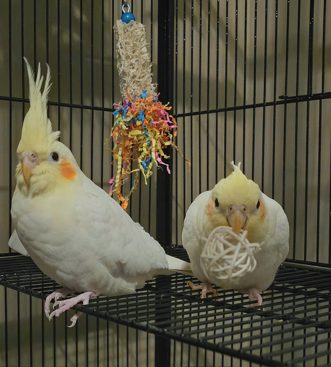 WereTheFlockers's tweet photo. After 30 days, quarantine time is finally over for these two marshmallows! They finally get to see their budgie friends today (from a distance until they're familiar with each others presence) https://t.co/rA1K2znh6K