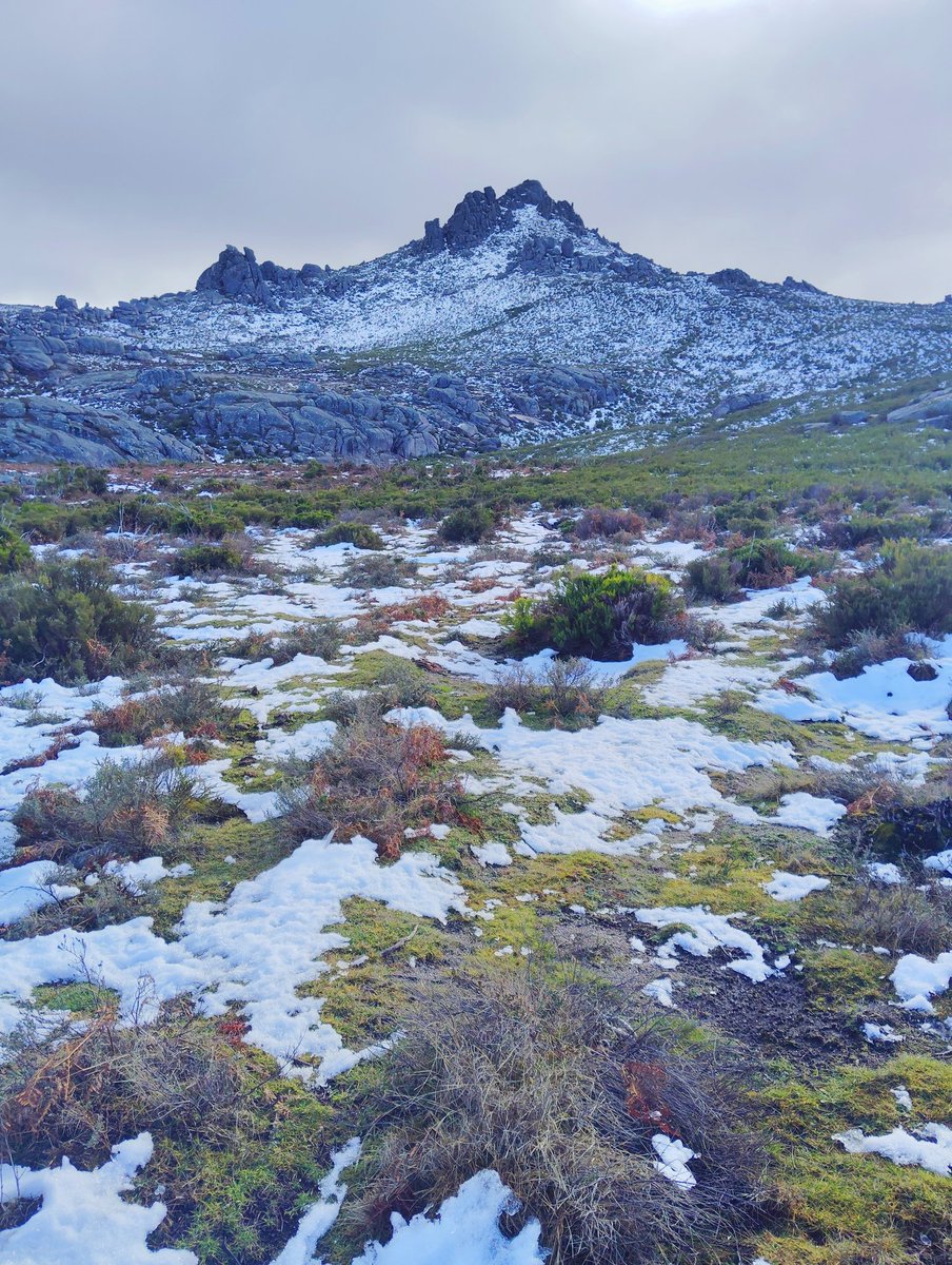 A maxia do Xurés tweet media