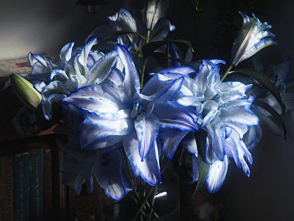 deathilll's tweet image. the lily means
"I dare you to love me"