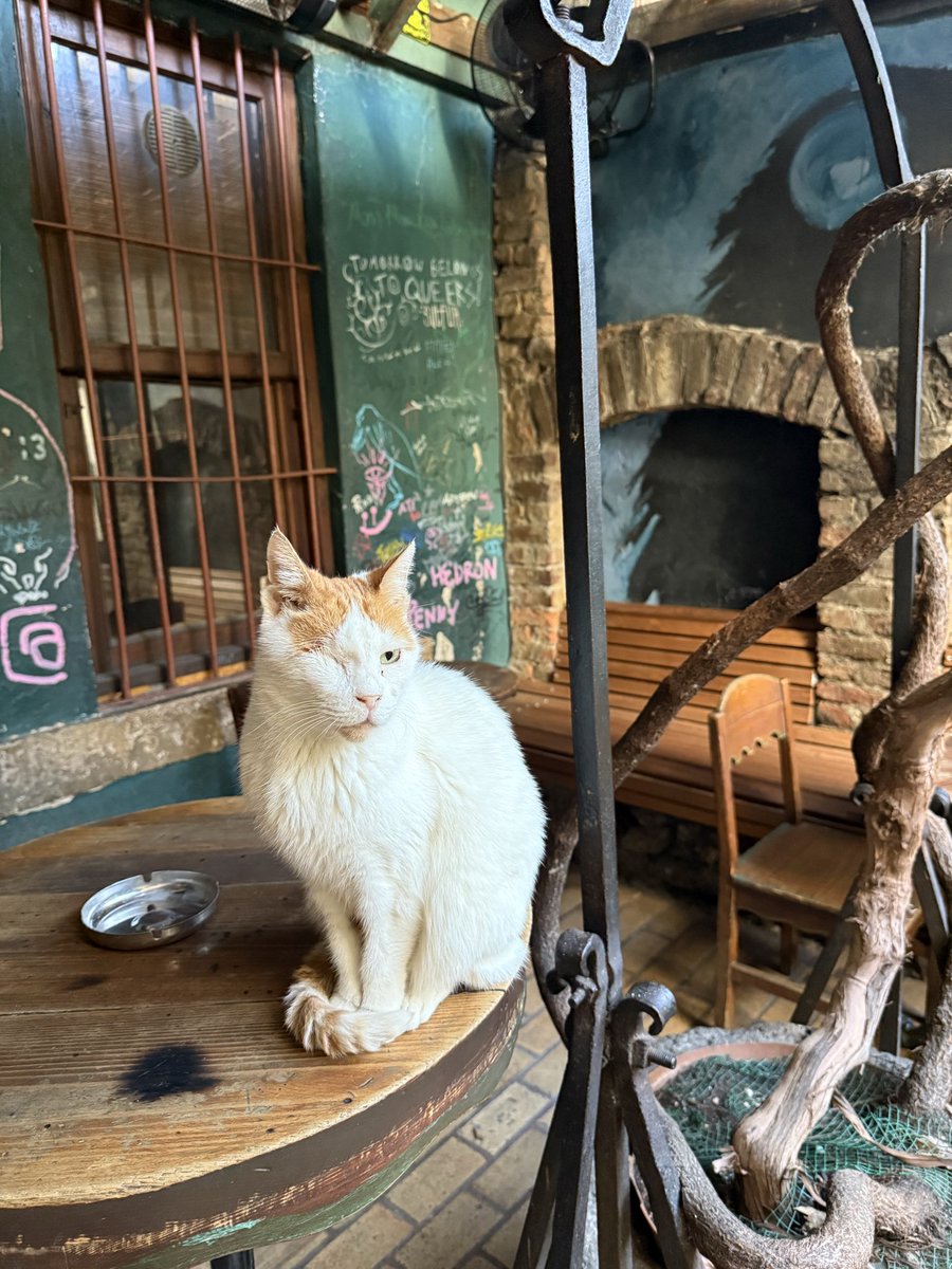 sushant1249's tweet photo. Cats of Istanbul. https://t.co/zZ0eGoprhY