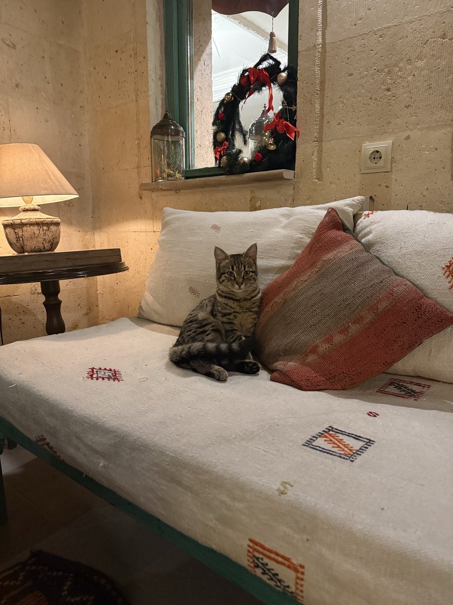 sushant1249's tweet photo. Cats of Istanbul. https://t.co/zZ0eGoprhY