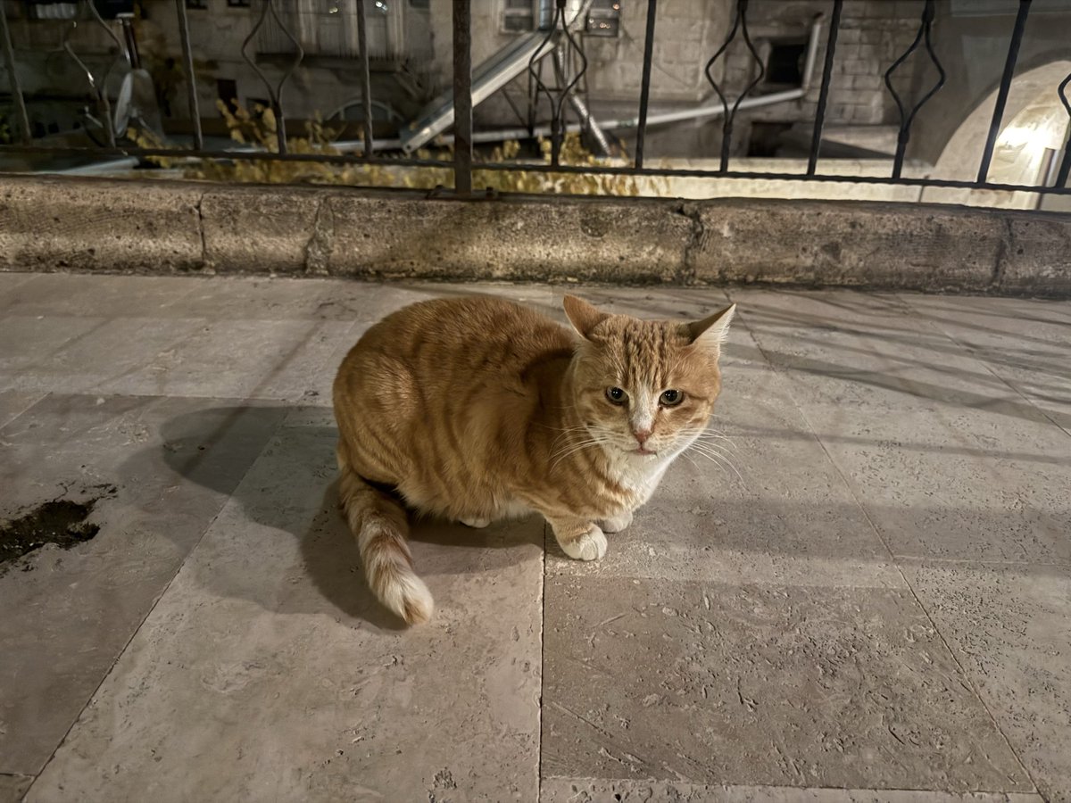 sushant1249's tweet photo. Cats of Istanbul. https://t.co/zZ0eGoprhY