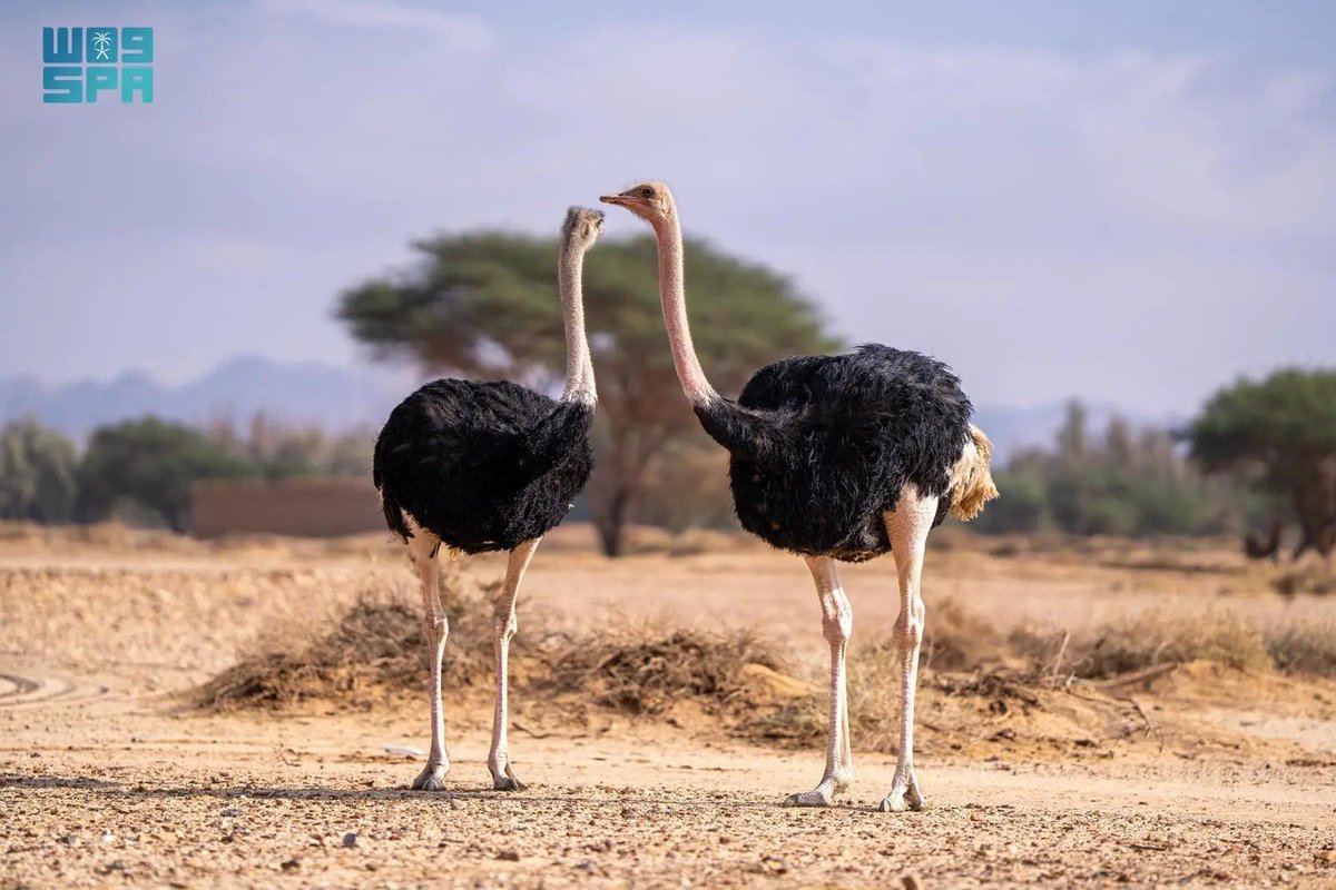 العُلا.. ثراء بيئي يُروى في اليوم الخليجي للحياة الفطرية.
spa.gov.sa/N2478767
#واس