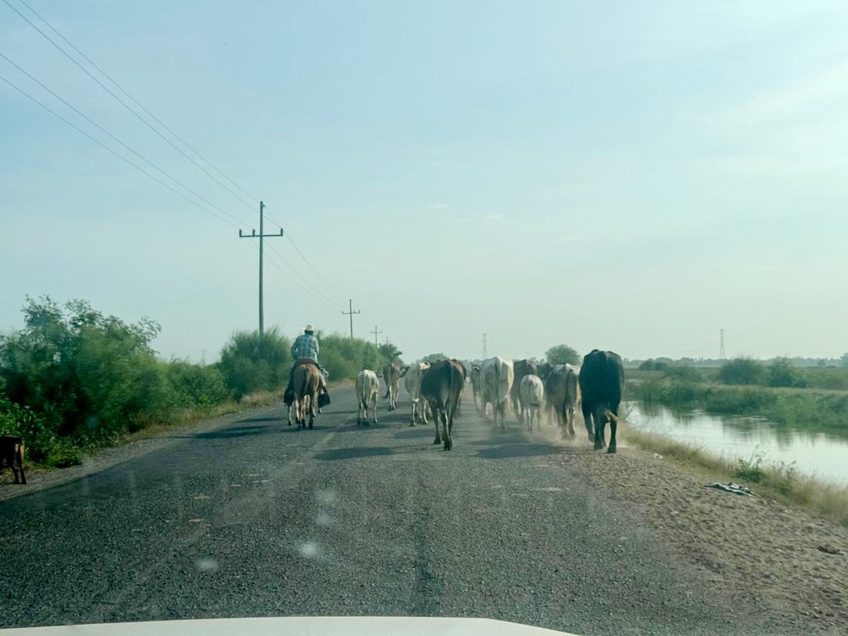 So much traffic today… 🐄🐄🐄