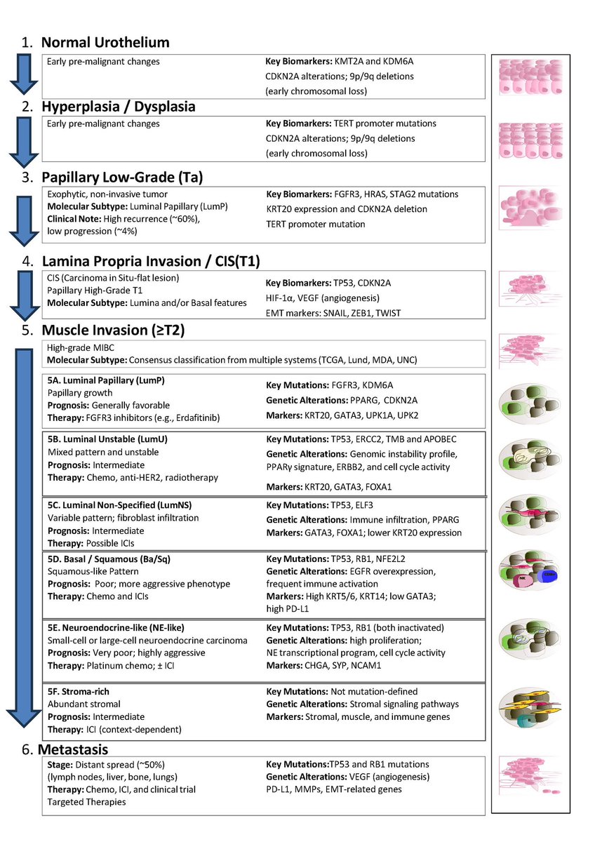 LiangChengMD's tweet image. Need an update on the molecular pathology of bladder cancer? I am delighted to share a comprehensive review article by Dr. Antonio Lopez-Beltran and colleagues, published in the 2026 Annual Review Issue of Histopathology @Histo_Journal @daniel_berney
🔗 Article:…