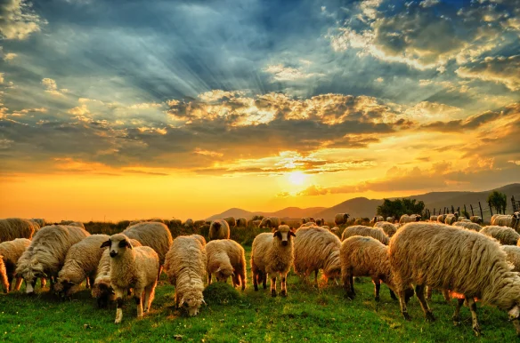 drownedlilies's tweet photo. Nothing better than a flock of #Sheep... 🐑 Except maybe #Women 😃 #Yep #ImLesbian 🌈 https://t.co/Wu7NHPRODP