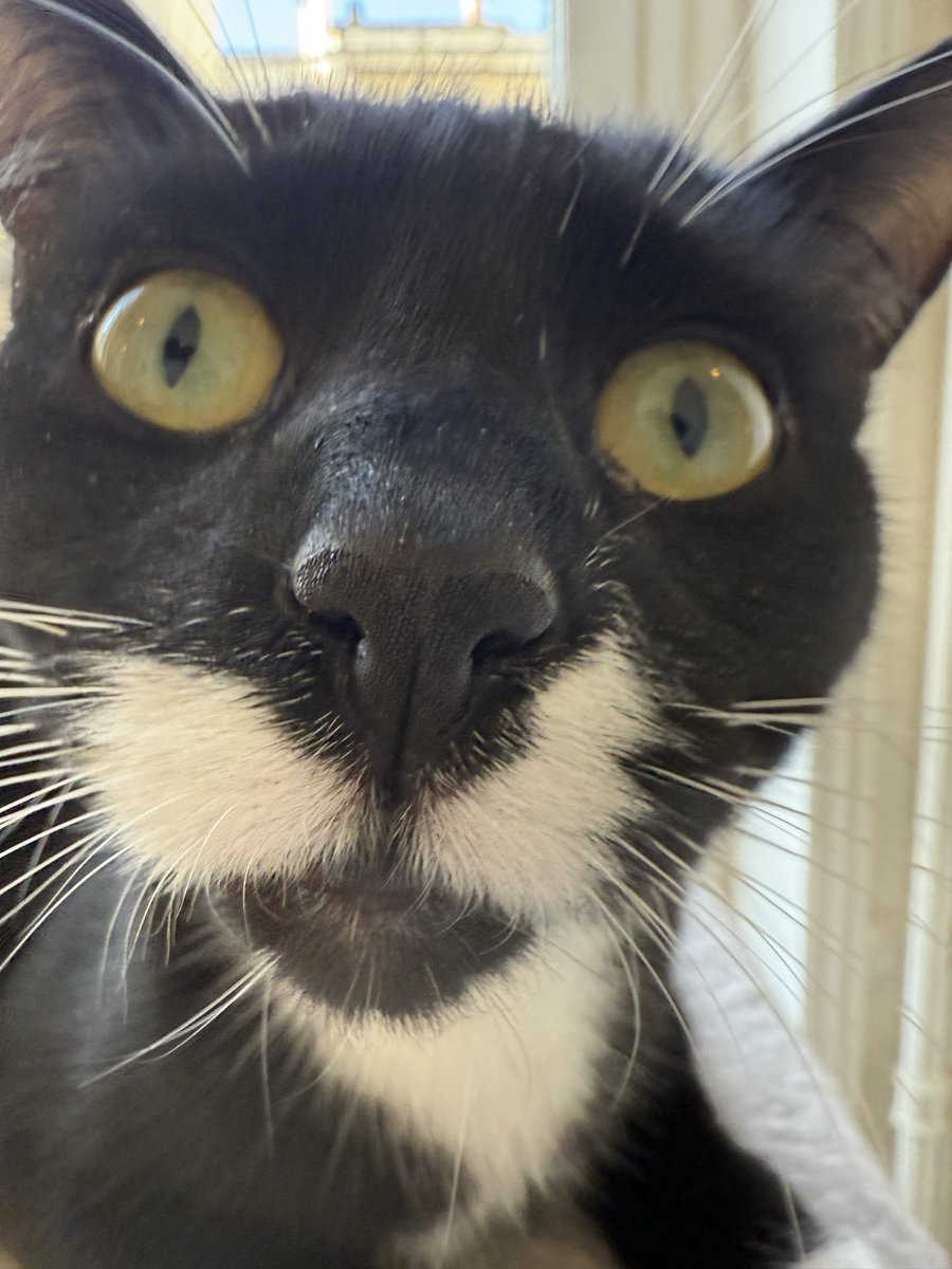 arno klarsfeld tweet media