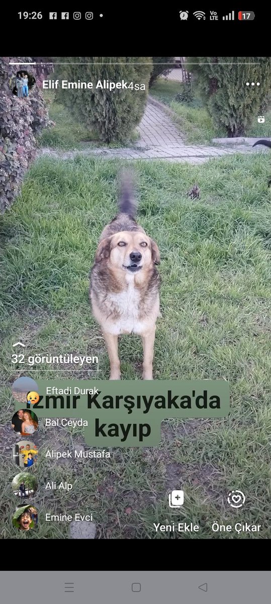 Balım tam 1 ay oldu kaynolalı.
Bal'ı gören yok mu?
İzmir Karşıyaka Alaybay.